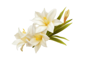 tuberosa